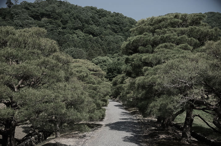 pine-lined path at Shugakuin Rikyu.