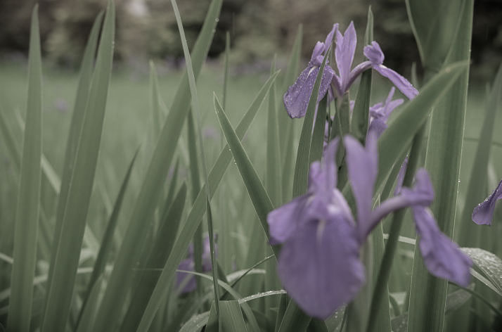 Kakitsubata (water iris)