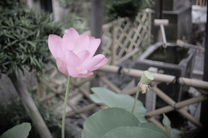 A lotus flower at Shinsho-ji Temple.