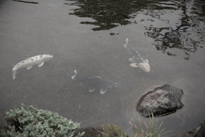 Momijiyama Japanese Garden in Sumpu Castle Park 