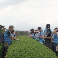 tea picking near Shimizu, Japan