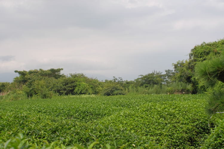 A green tea field at Nihondaira in Shimizu, Japan.