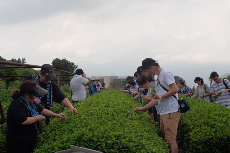 Soccer team supporters picking green tea at Nihondaira, Japan