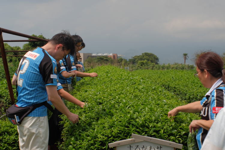 picking Japanese green tea leaves in Shimizu