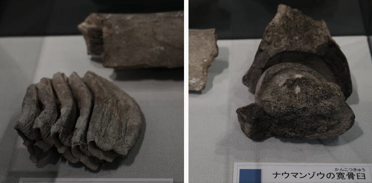 Fossils of Naumann's Elephant discovered in Japan