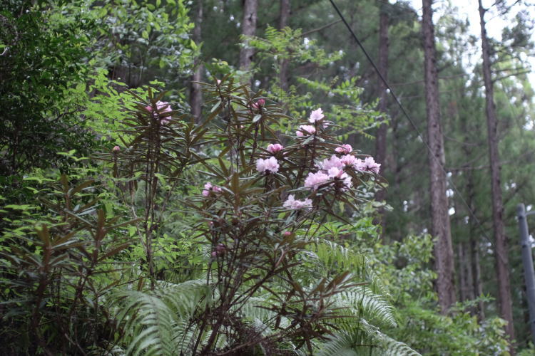 Beautiful nature at Chiiwa-kyo mountain gorge.