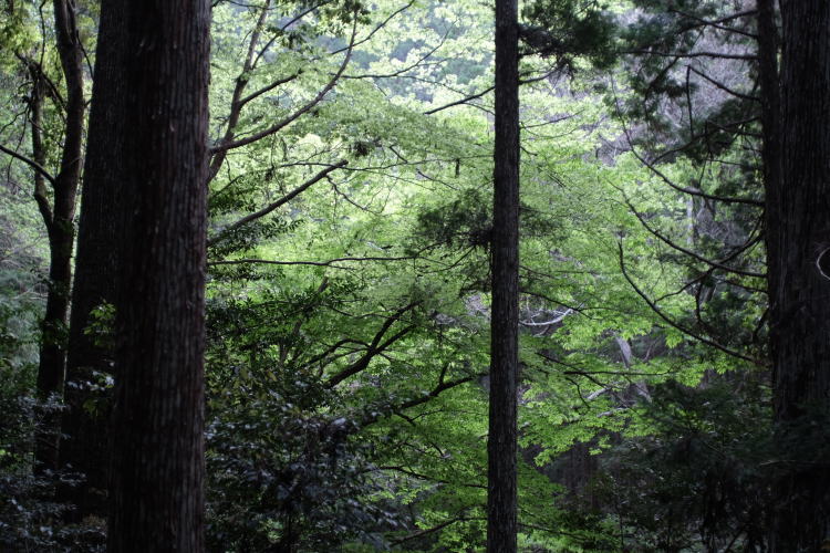 Nature in Aichi Prefecture, Japan