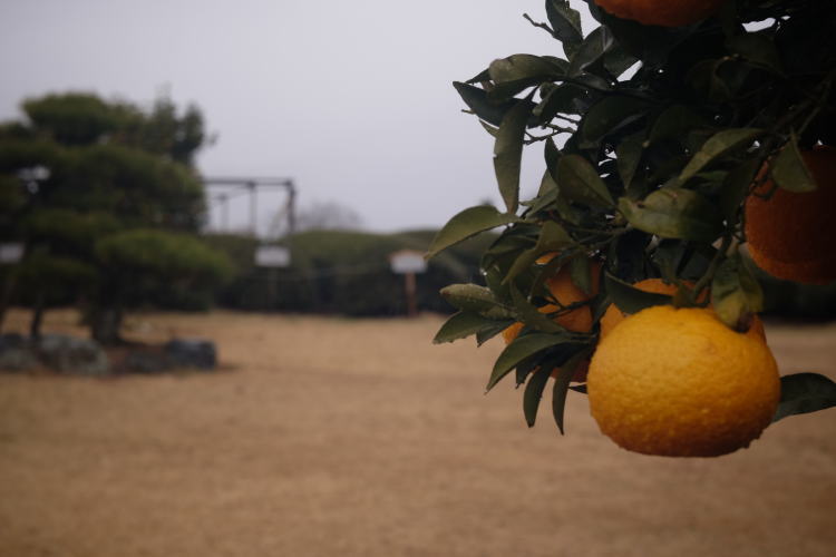 A tea field on a rainy day in Japan.