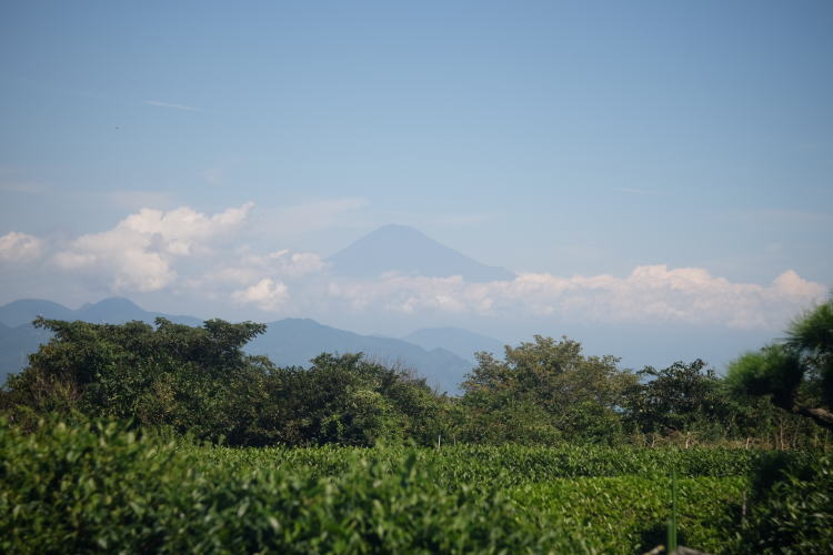 Mount Fuji over a tea field in Shimizu, Japan. 