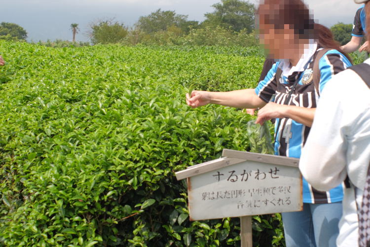 Picking green tea leaves at Nihondaira Ocha Kaikan in Shimizu, Japan. 