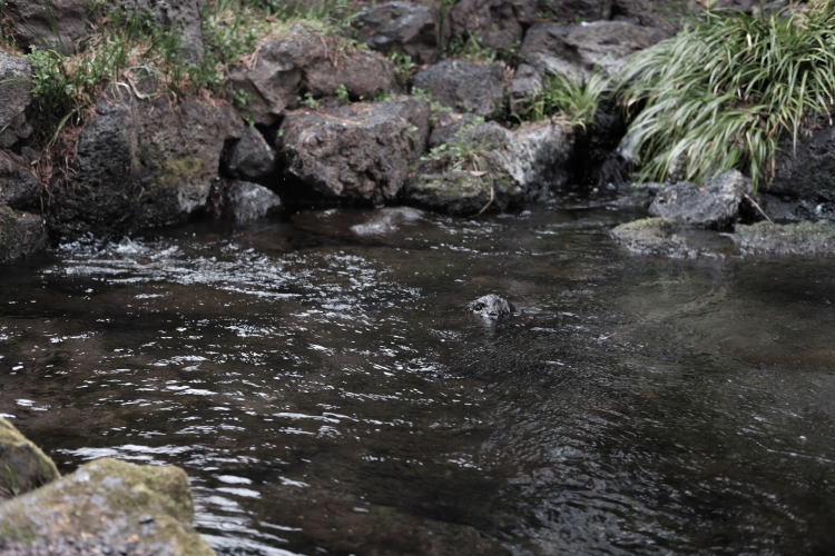 clear water from Mount Fuji 
