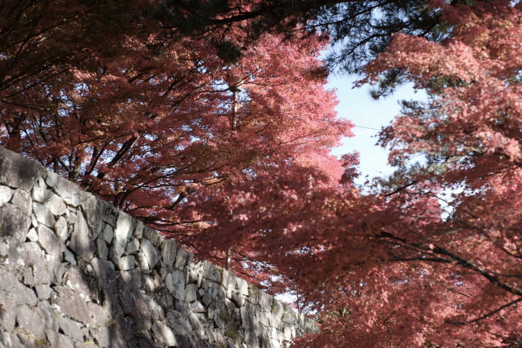 Autumn color at Gujo Hachiman Castle