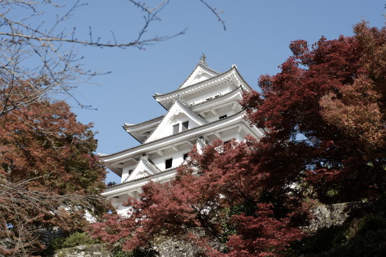 Gujo Hachiman Castle in autumn