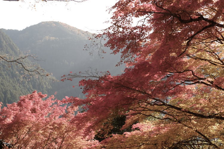 A view from Gujo Hachiman Castle