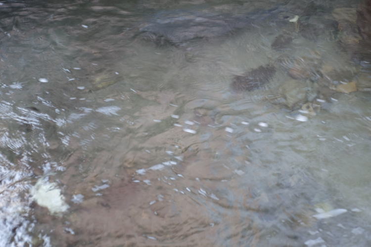 The clear water in Gujo Hachiman