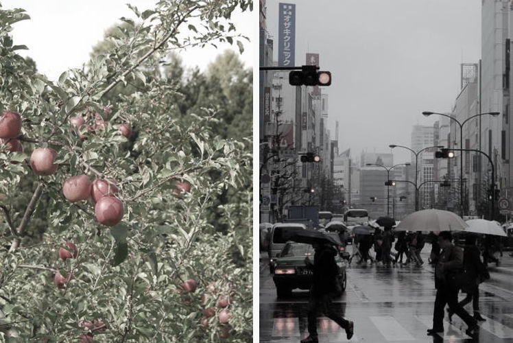 Apples of Aomori and the view of Shinjuku, Tokyo