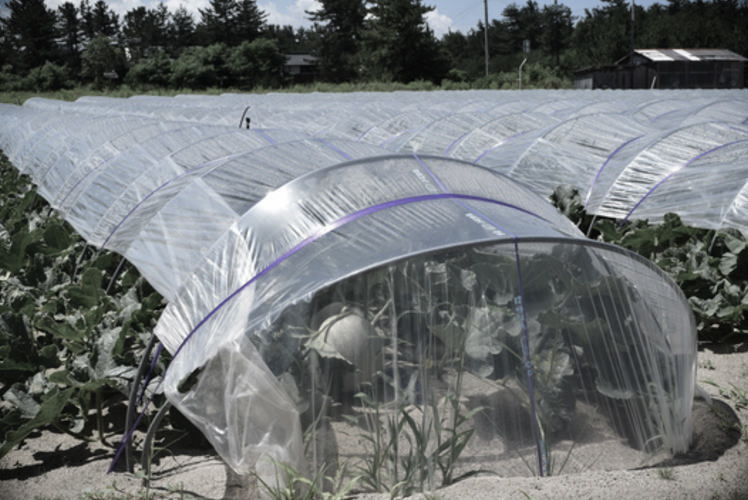 Malon cultivation in Yamagata, Japan