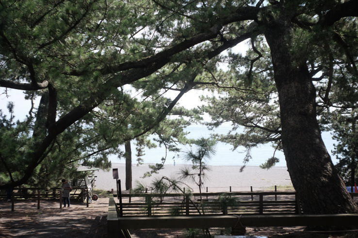 The legendary Hagoromo pine tree at Miho no Matsubara | 羽衣の松