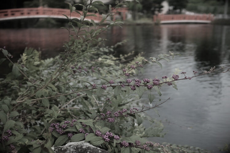 Wakutama Pond | 湧玉池