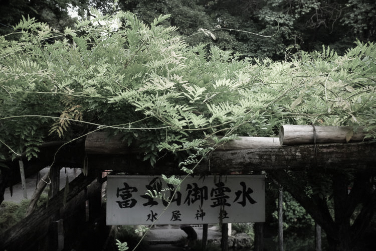 Wisteria trees beside Wakutama Pond (photo taken with Fujifilm X-T1)