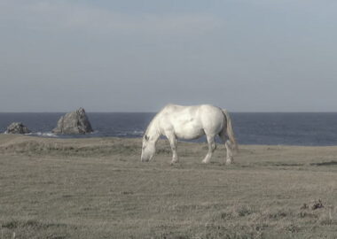A Kandachime horse at Cape Shiriya