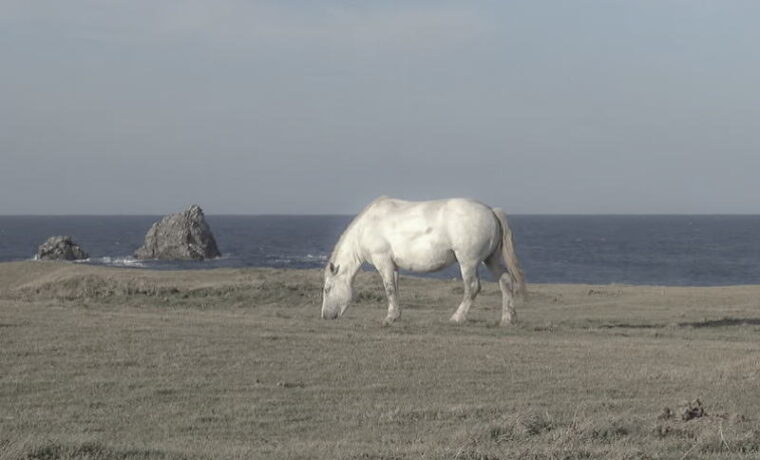 A Kandachime horse at Cape Shiriya