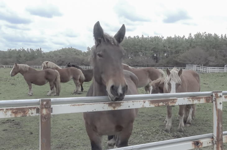 Kandachime horses at Cape Shiriya.