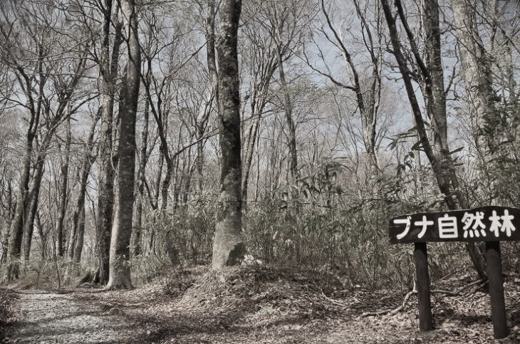 Natural forest of buna in Shirakami Sanchi.
