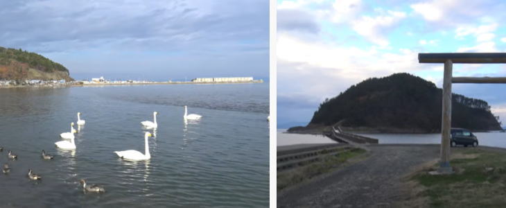 Swans in Natsudomari Peninsula, Aomori.