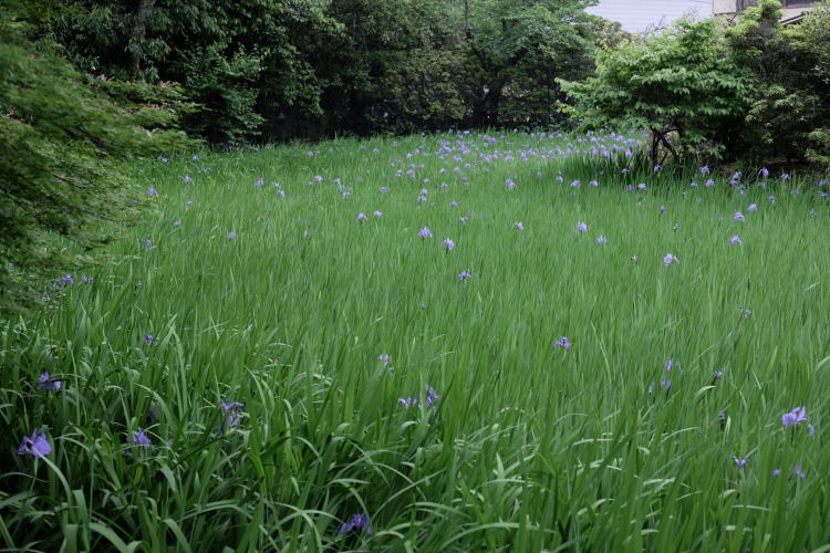 Kakitsubata marsh at Ota Shrine, Kyoto.