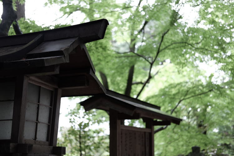 At Ota Shrine in Kyoto.