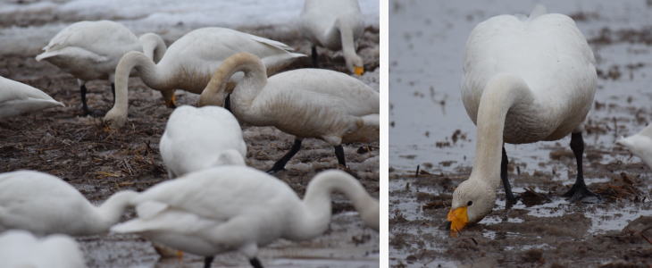 Swans in Aomori.