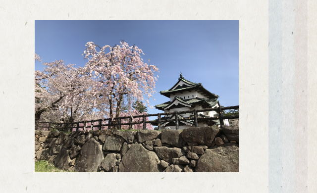 Cherry blossoms at Hirosaki Castle.