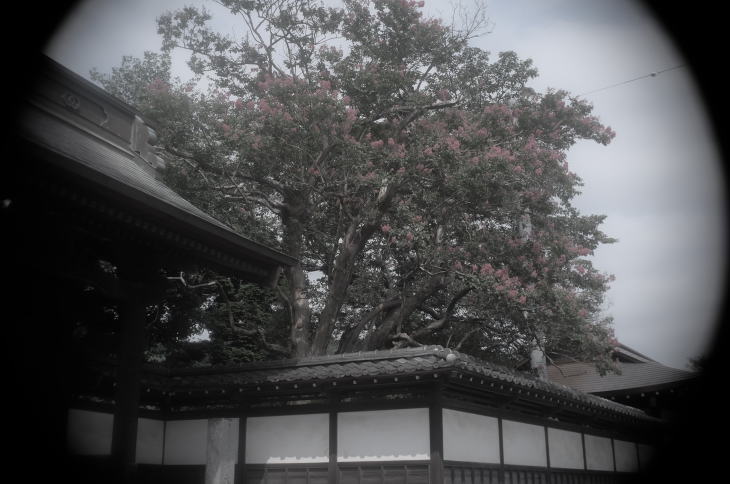 Sarusuberi flowers (crape myrtle)