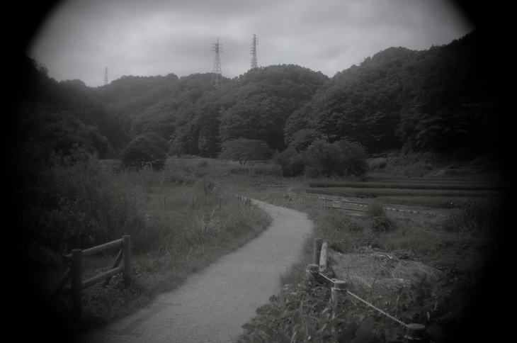 Countryside forest at Yokosawairi, Tokyo.