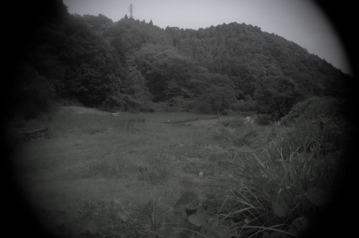 Rice paddies in the suburb of Tokyo.