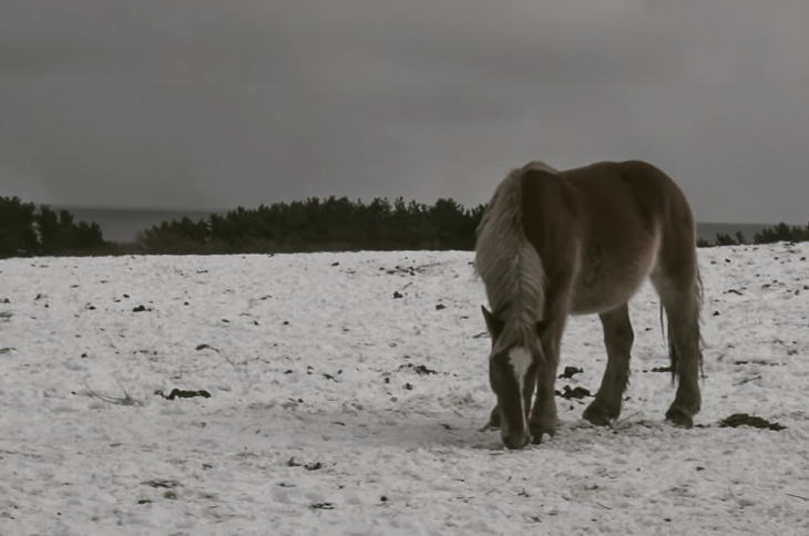 A kandachime horse in winter.