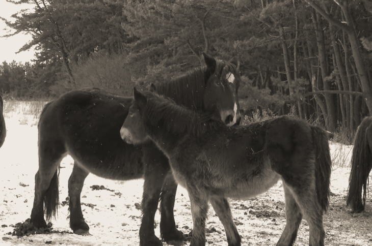 Kandachime horses in winter at Ataka pasture, Aomori.