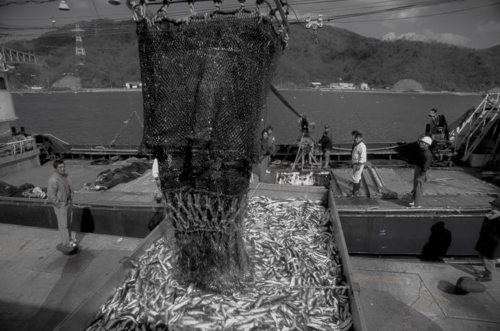 Landing sardines at the port of Sakai.