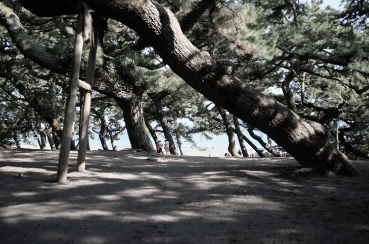 Miho no Matsubara (Pine Grove in Miho).