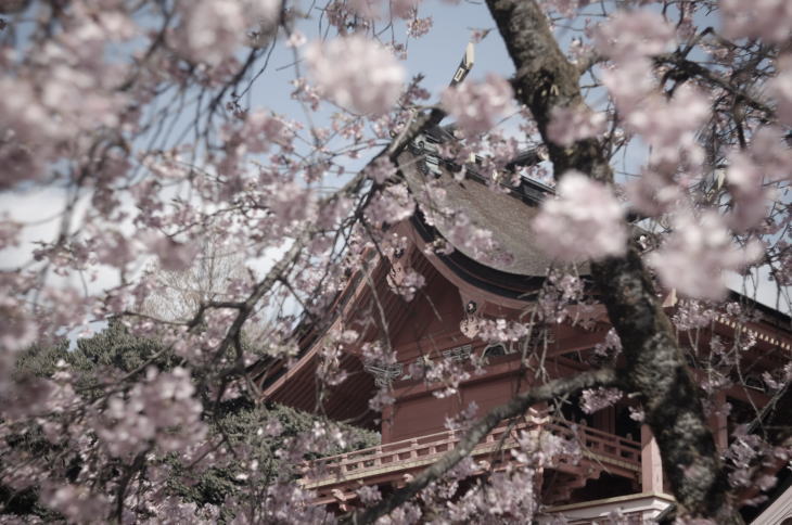 Fujisan Hongu Sengen Taisha shrine decorated with cherry blossoms.