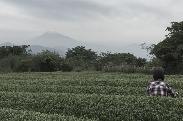 Tea-leaf-picking at Nihondaira Ocha Kaikan, with Mount Fuji seen behind.