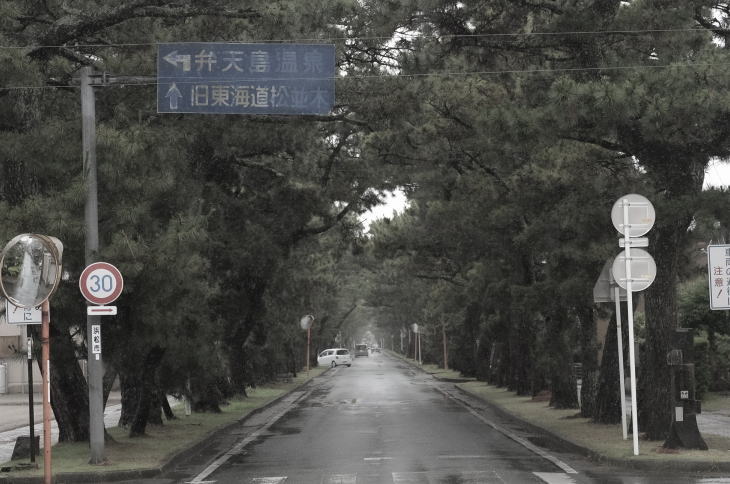 Pine trees along the old Tokaido road in Maisaka.