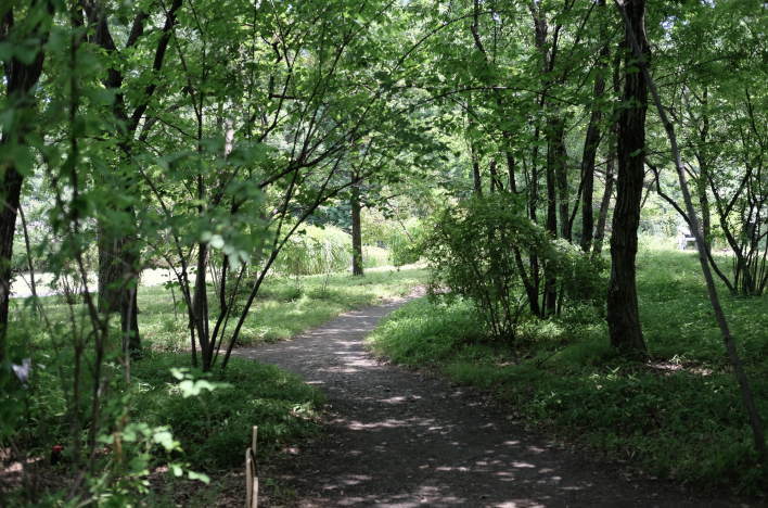 The Ninomaru Grove (二の丸雑木林）