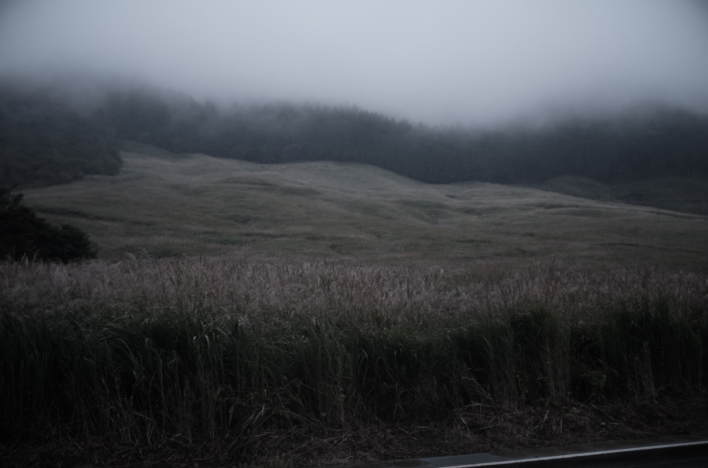 Pampas grasslands in Hakone.