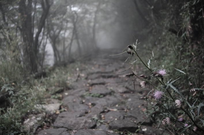 A cobblestone road on the old Tokaido road near Oino Taira in Hakone.