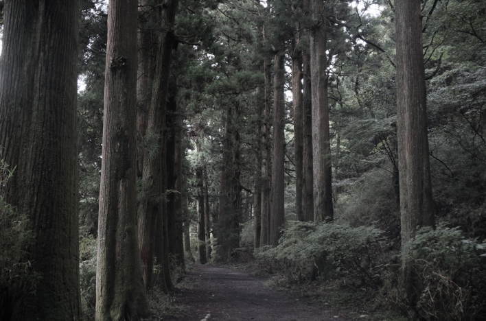 The cedar-lined road along the old Hakone highway.