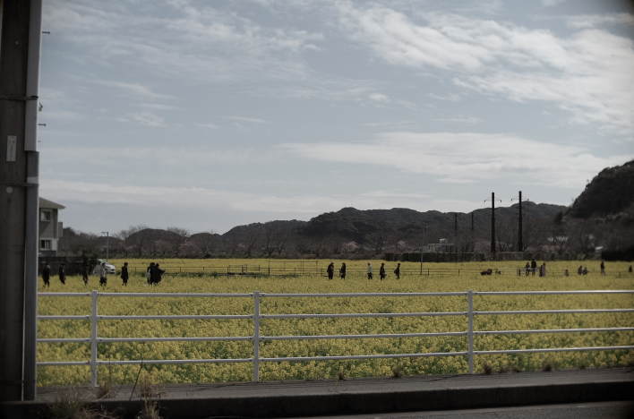 A scene from early spring in Minamiizu town.